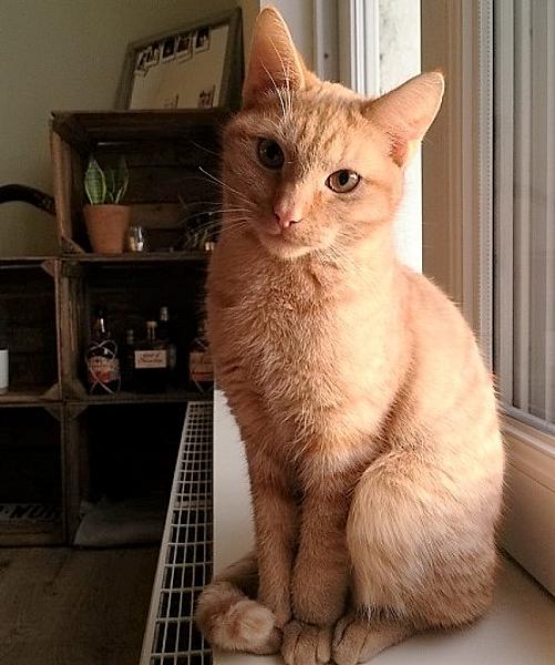 Kattenpraat