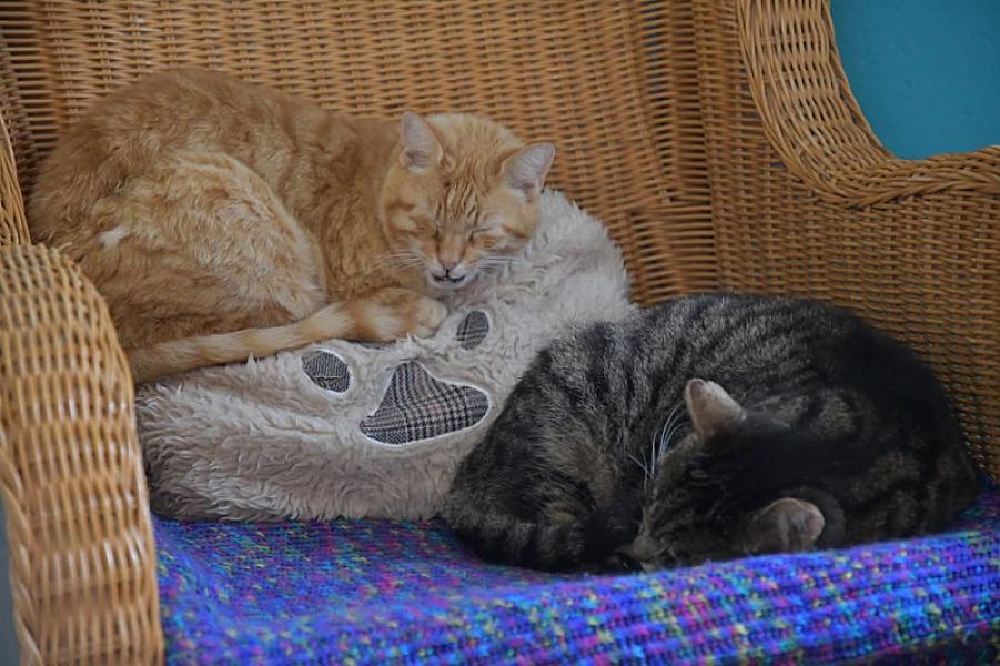Kattenpraat