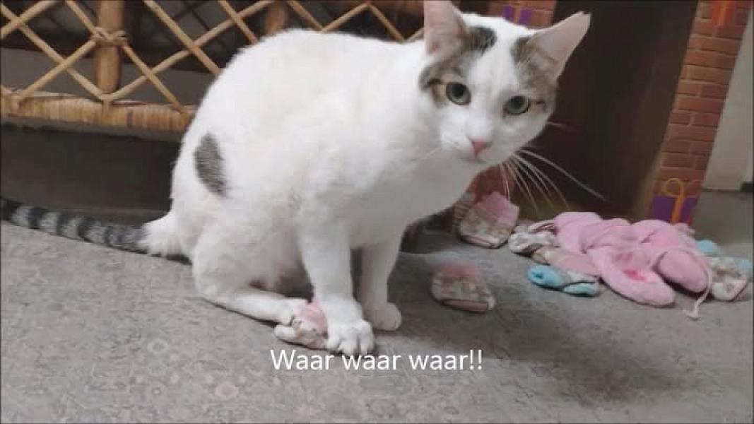 Kattenpraat