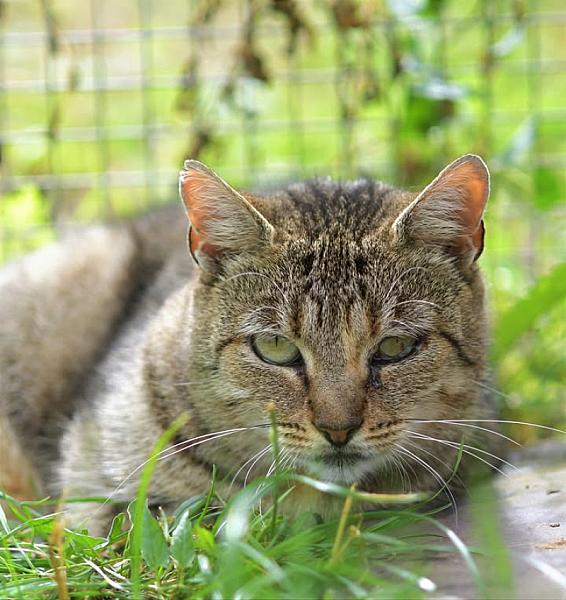Kattenpraat
