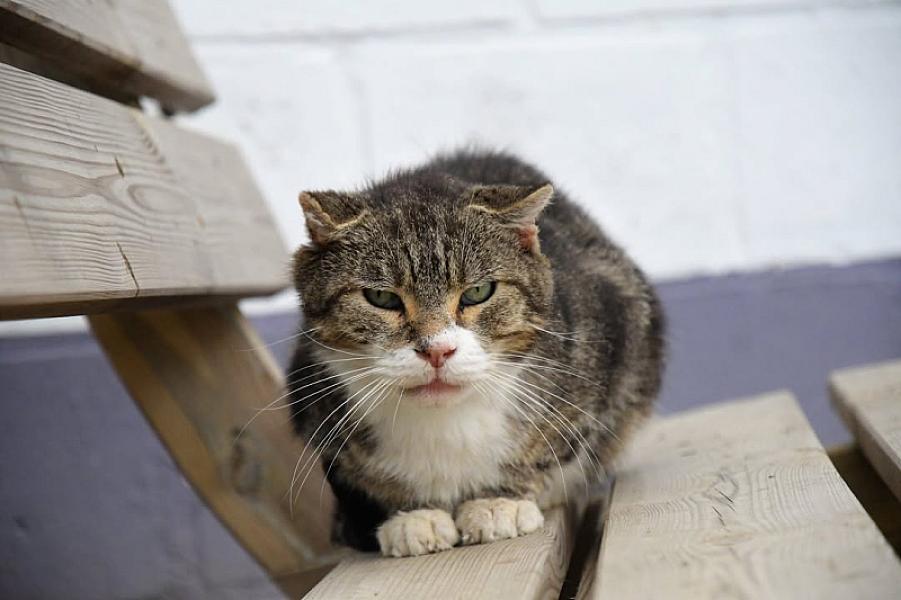 Kattenpraat