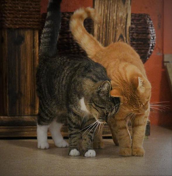 Kattenpraat