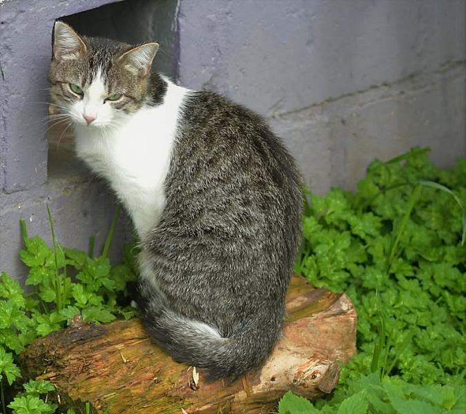 Kattenpraat