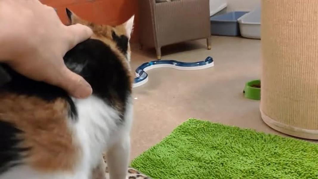 Kattenpraat