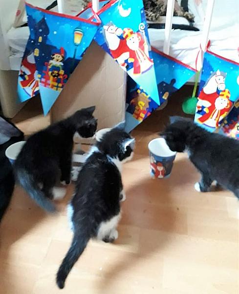 Kattenpraat