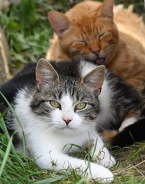 Kattenpraat
