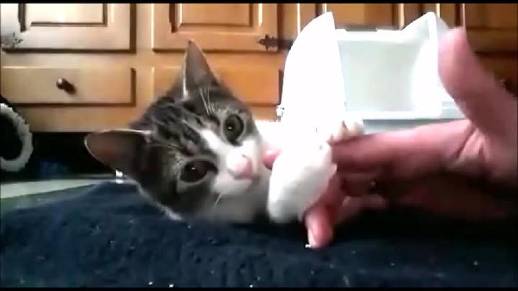Kattenpraat