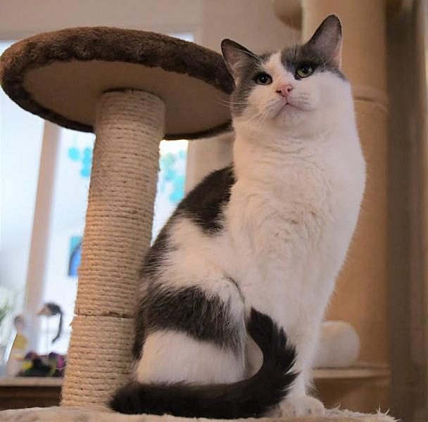 Kattenpraat