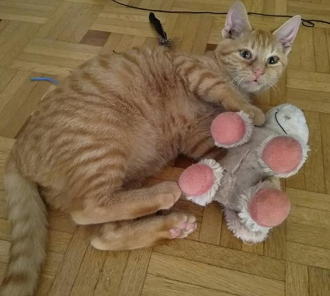 Kattenpraat