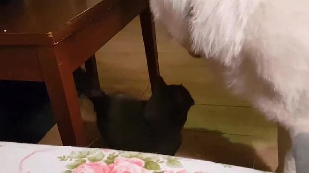 Kattenpraat