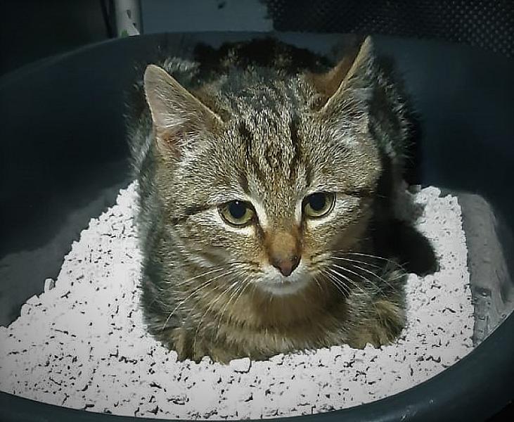 Kattenpraat