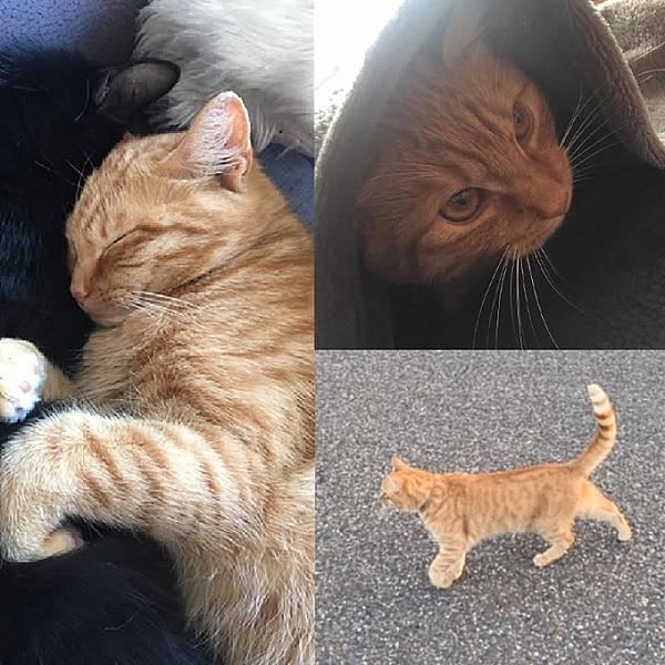 Kattenpraat