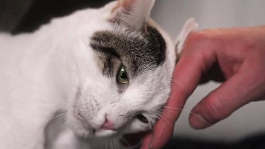 Kattenpraat