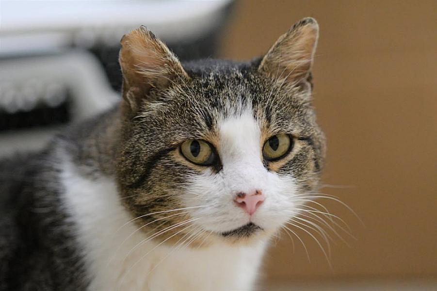 Kattenpraat
