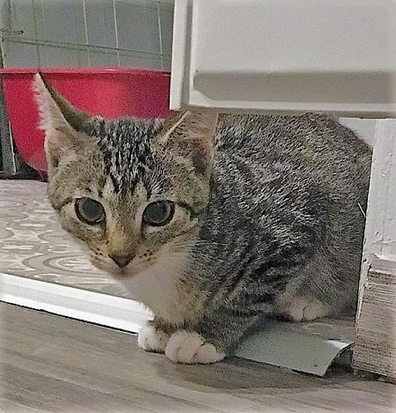 Kattenpraat
