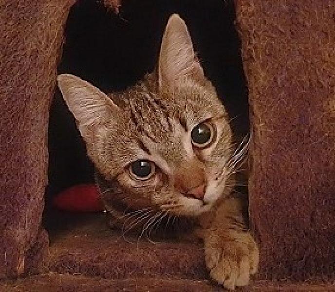 Kattenpraat