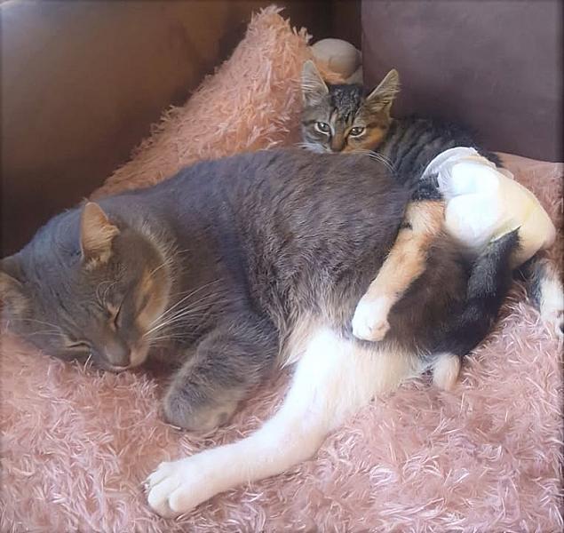 Kattenpraat