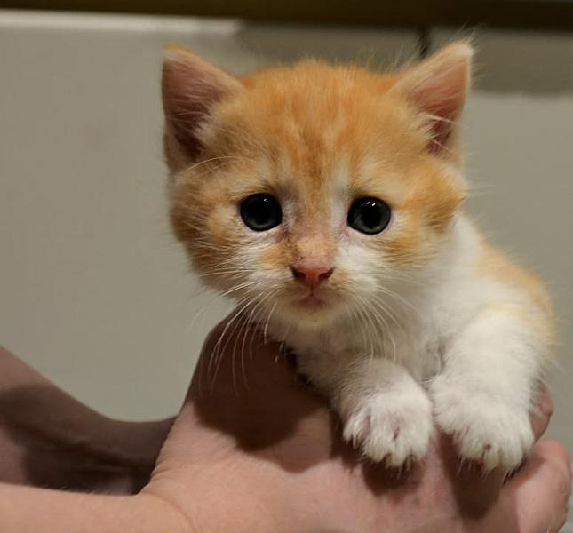 Kattenpraat