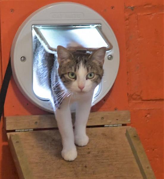 Kattenpraat