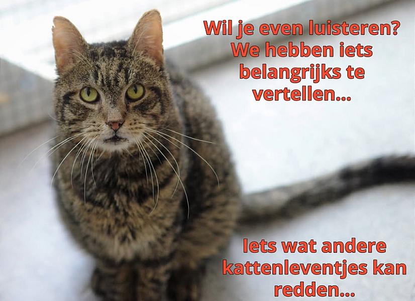 Kattenpraat