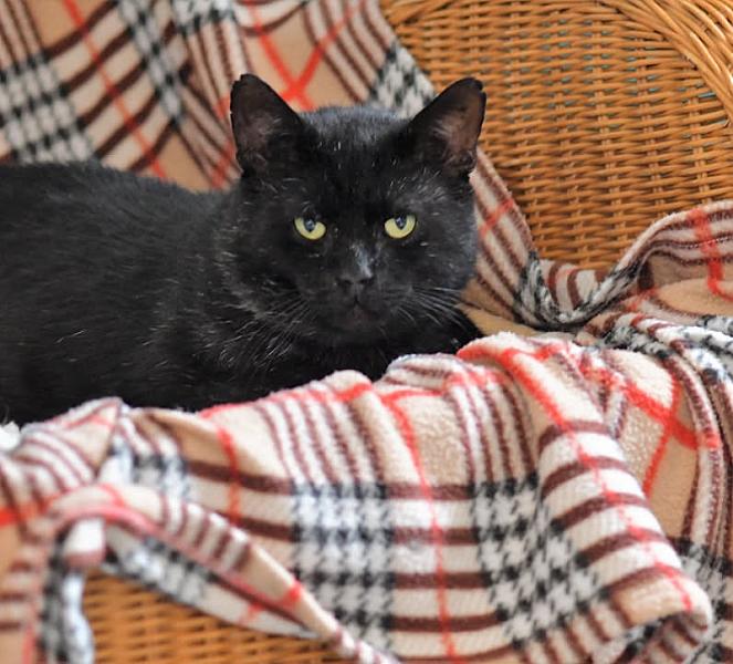Kattenpraat