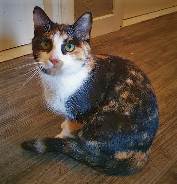 Kattenpraat