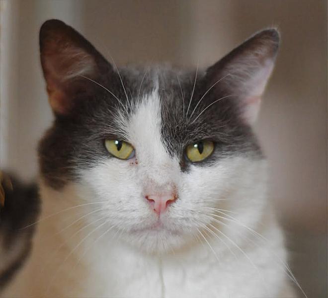 Kattenpraat