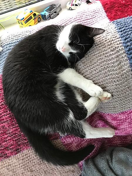 Kattenpraat