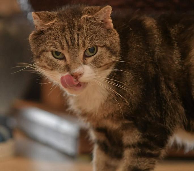 Kattenpraat