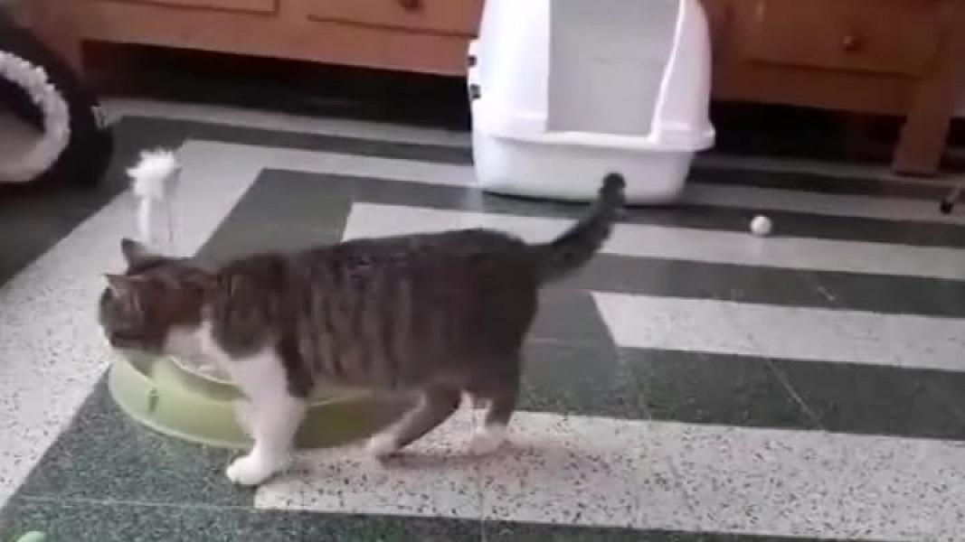 Kattenpraat