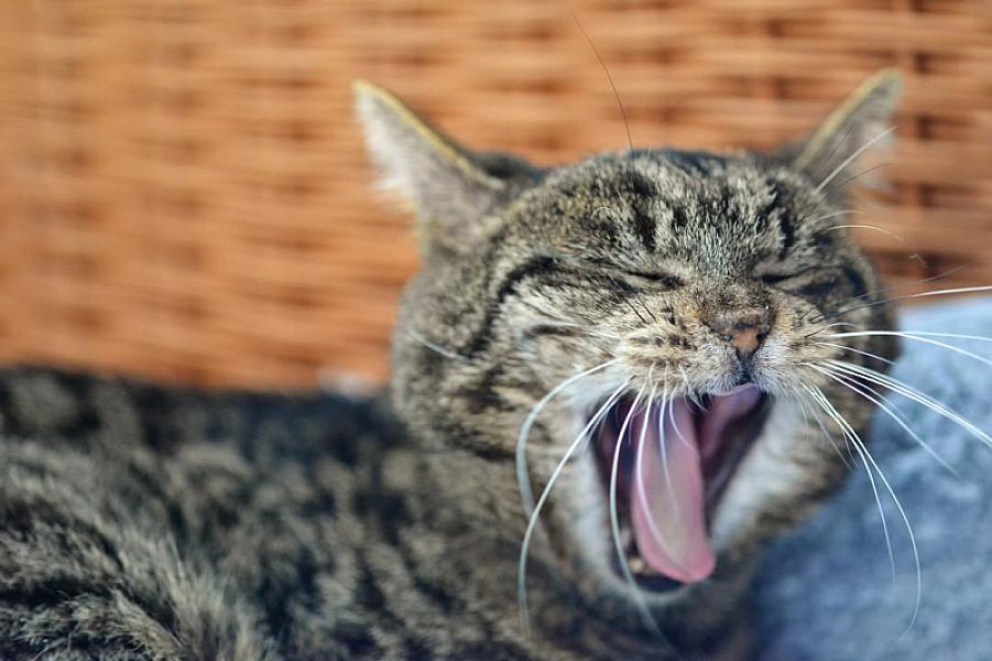 Kattenpraat