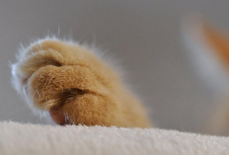 Kattenpraat