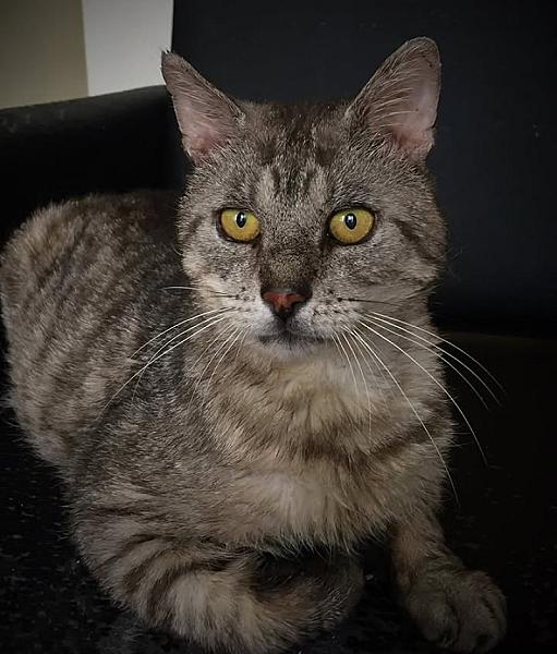 Kattenpraat