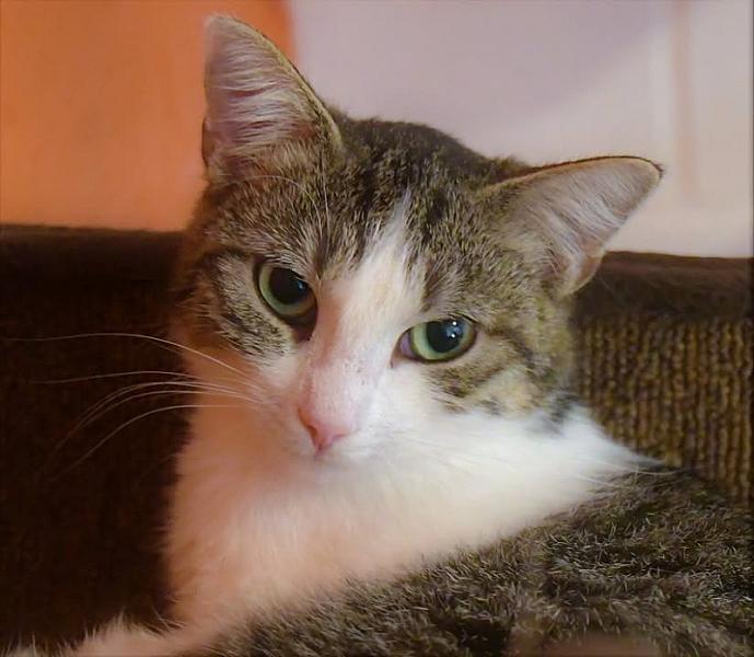 Kattenpraat