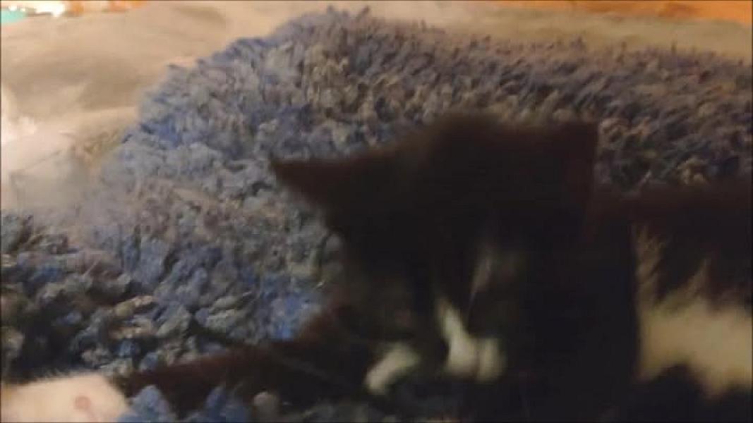 Kattenpraat
