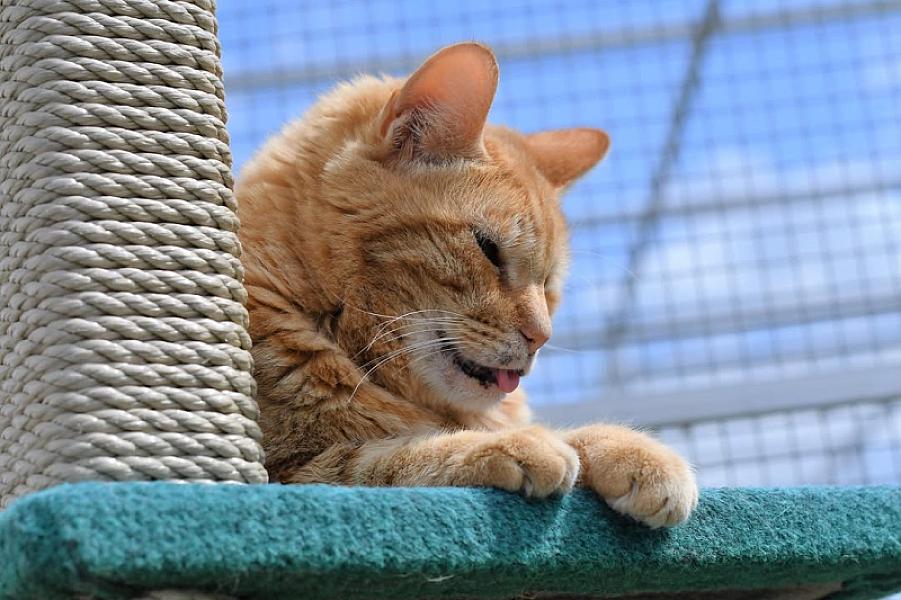 Kattenpraat