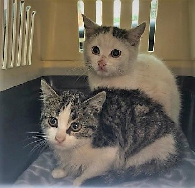 Kattenpraat