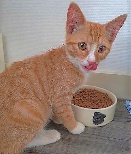 Kattenpraat