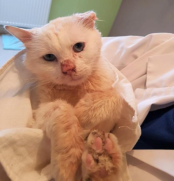 Kattenpraat