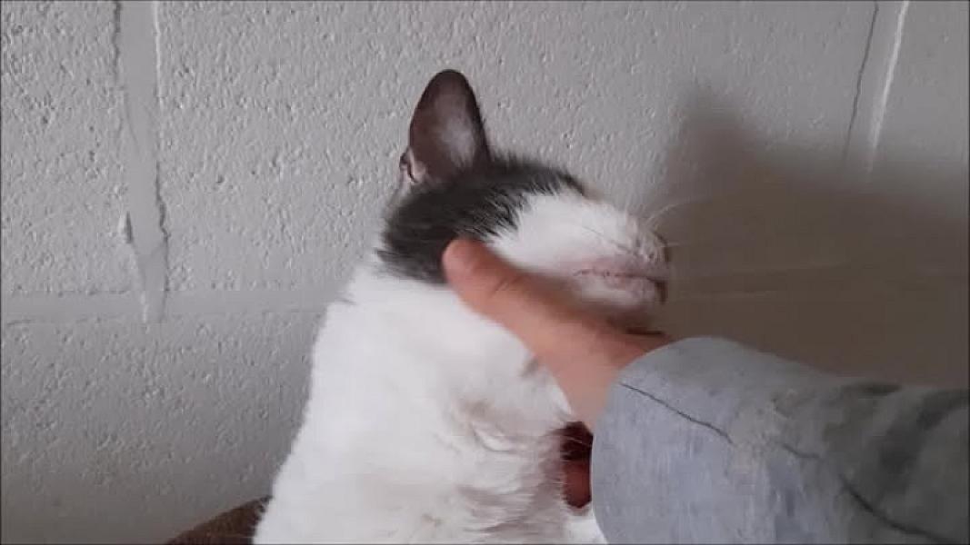 Kattenpraat