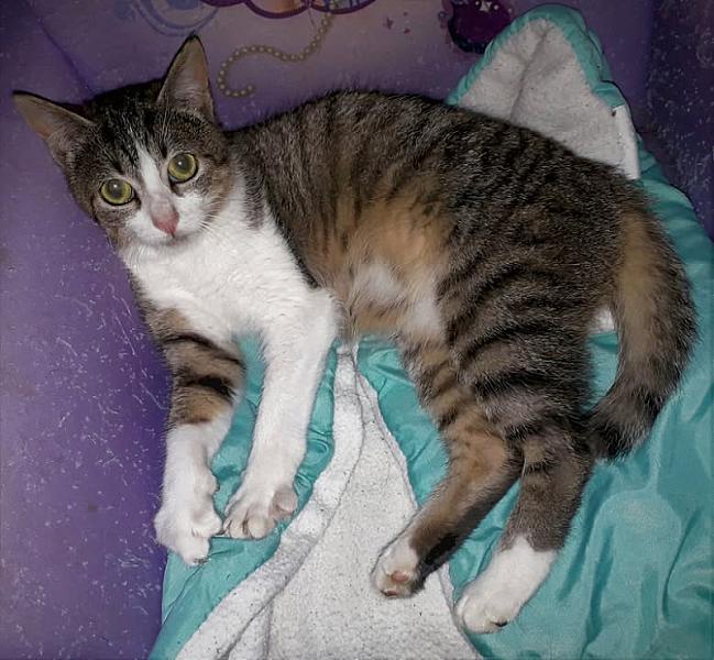 Kattenpraat