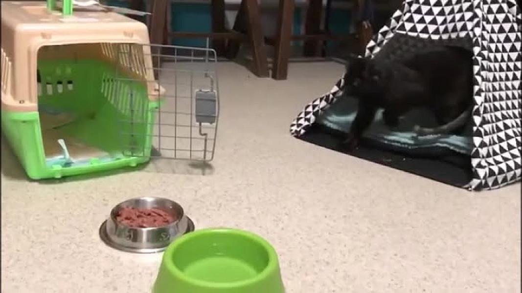 Kattenpraat