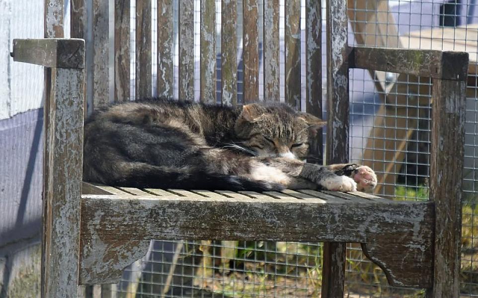 Kattenpraat