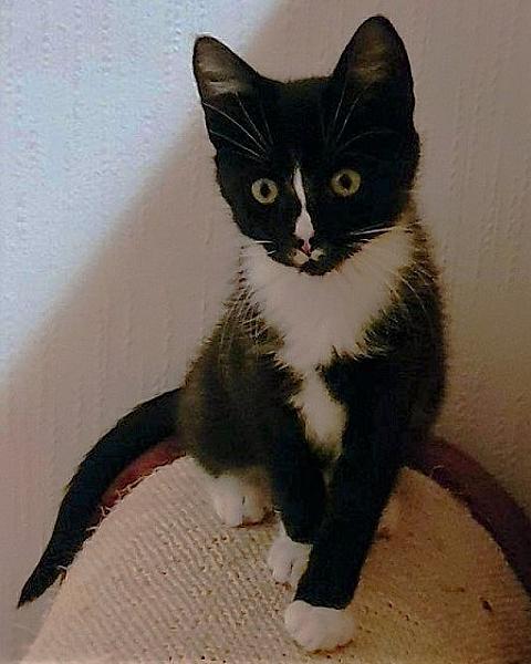 Kattenpraat