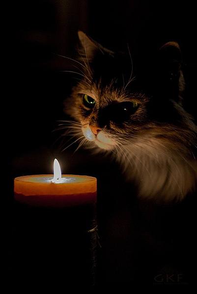 Kattenpraat