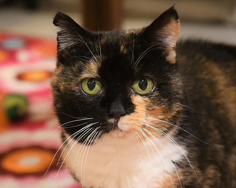 Kattenpraat