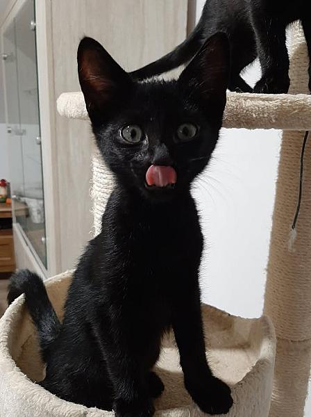 Kattenpraat