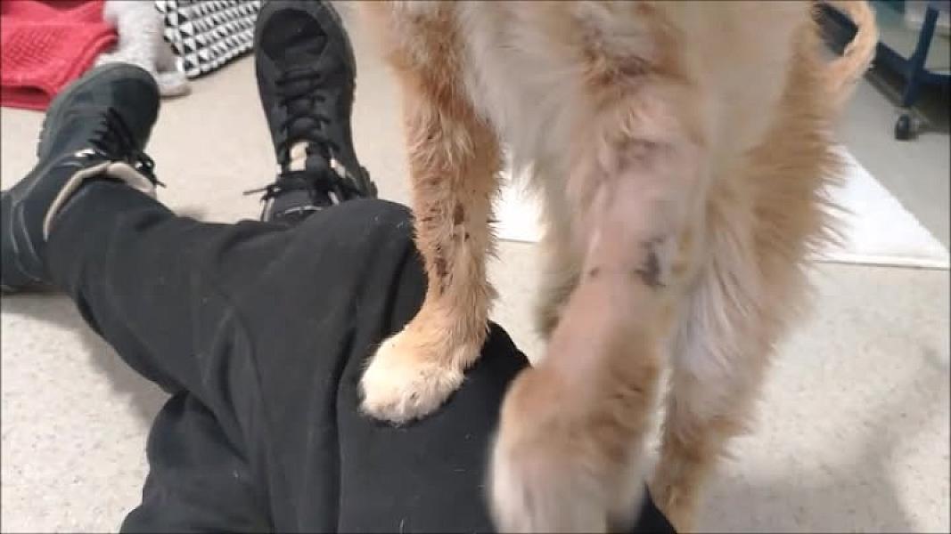 Kattenpraat