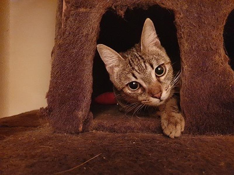 Kattenpraat