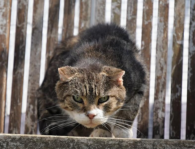 Kattenpraat